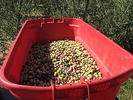 wheelbarrow of olives