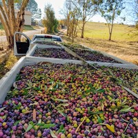 harvested olives