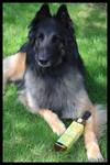 Belgian Tervuren